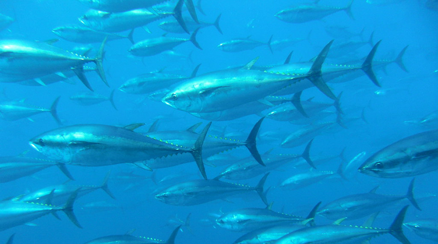 SeaAroundUs's tweet card. Exploitation of the high seas risks doing irreversible damage to biodiversity, climate stability and ocean equity.
