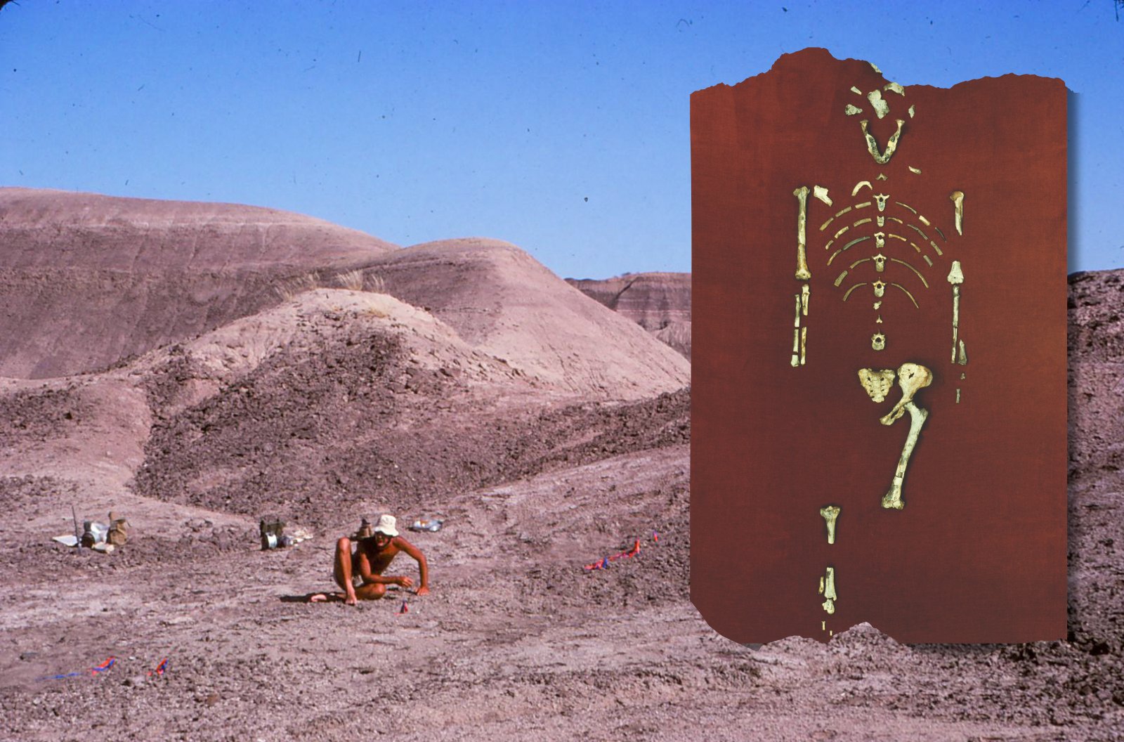 HumanOriginsASU's tweet card. On the anniversary of Lucy’s discovery, paleoanthropologists reflect on what she means to science, and what she taught us about ourselves.