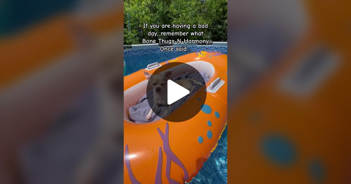 gilly923's tweet card. Check out Frankie the Chihuahua’s video.