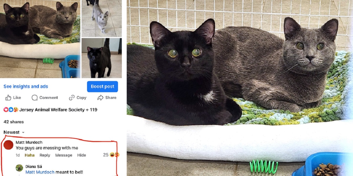 ColeTheBlackCat's tweet card. Blind bonded brothers Matt & Murdock found the purrfect human servant after he saw their names online and HAD to adopt them together.