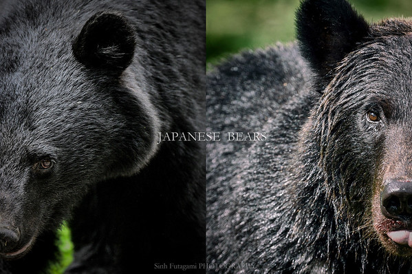 sinh11's tweet card. ライフワークである『日本のクマ』の写真をまとめました。 ヒグマとツキノワグマ。海沿いから稜線まで。 標高とブラキストン線を越えたクマたちと、撮影者である私自身の旅の記録です。 写真は随時入れ替えていきます。 My life work, Japanese Bears. brown bear & black bear. a bear's journey beyond the altitude...