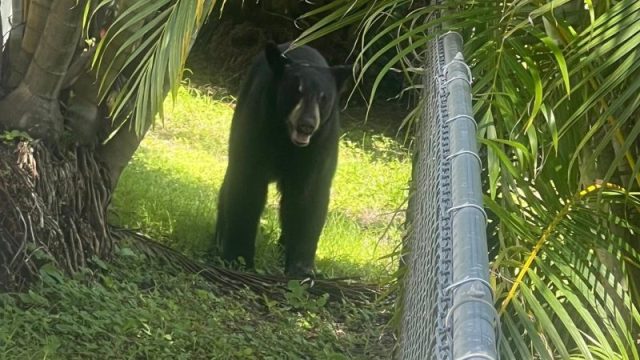 FOX59's tweet card. Residents in a Florida neighborhood were startled when they found a large creature wandering through their yards last week.