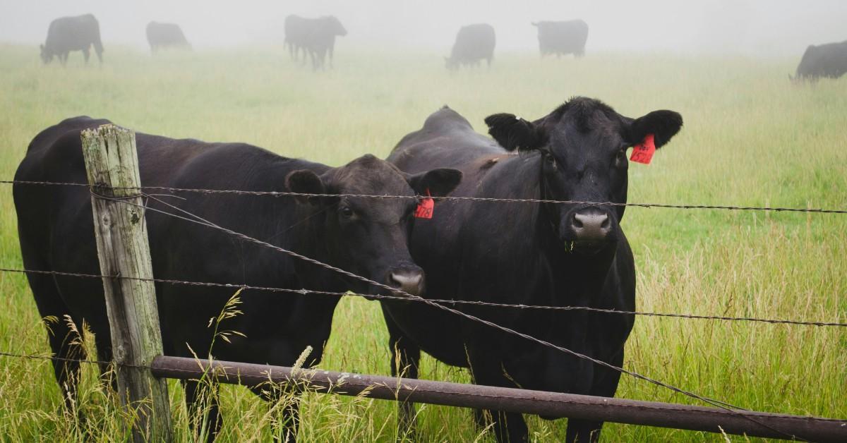 GreenMatters's tweet card. Why are beef prices so high? People are seeing rising costs in stores, prompting questions and complaints about the cost of beef across the U.S.