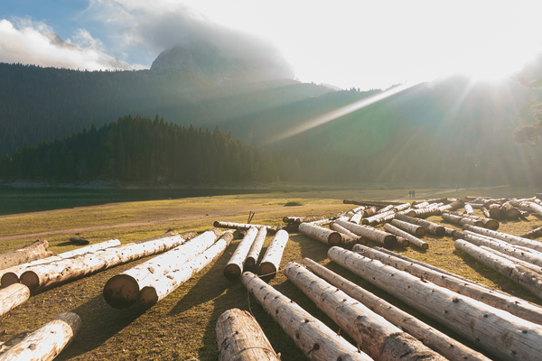 rff's tweet card. Will Increased Timber Harvesting on Federal Lands Reduce Growing Wildfire Hazards?