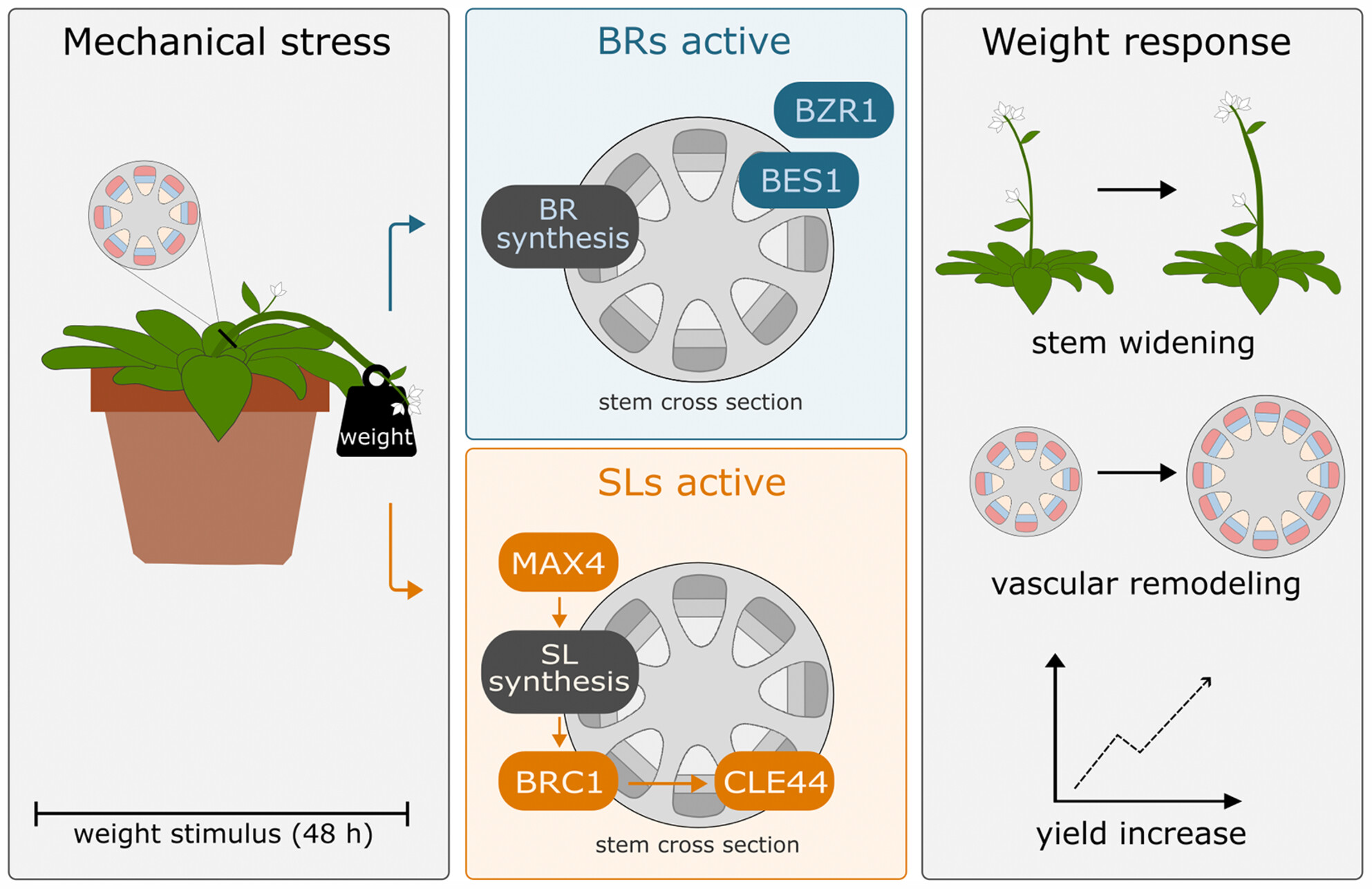 ThePlantJournal's tweet card. The combined mechanical stress of weight and bending induces morphophysiological changes in the plant stem, such as widening and an increase in the number of vascular bundles. Brassinosteroids and...