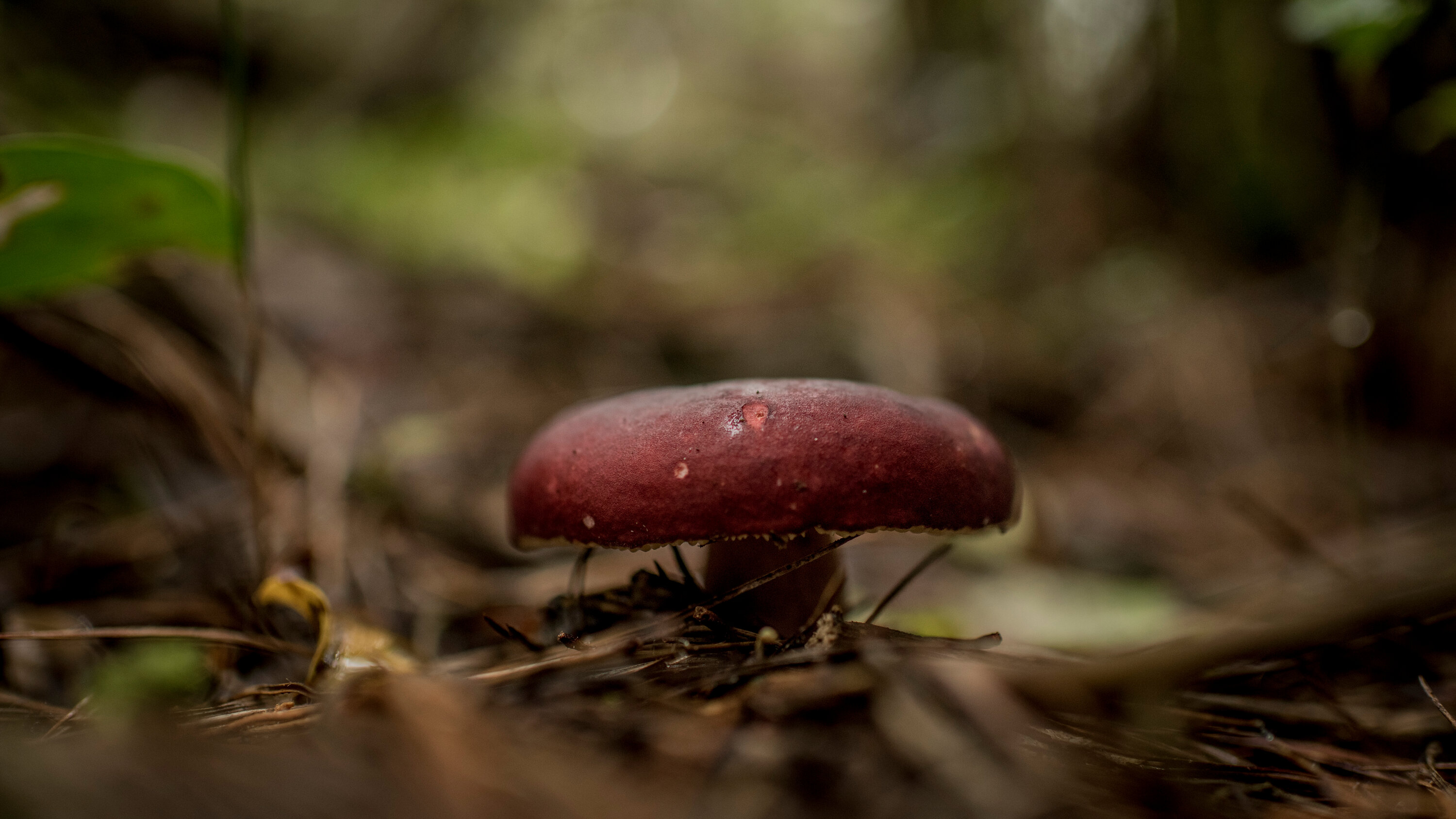 seangraf's tweet card. A new global atlas of underground fungi suggests that some surprising biodiversity hot spots lie hidden beneath our feet.