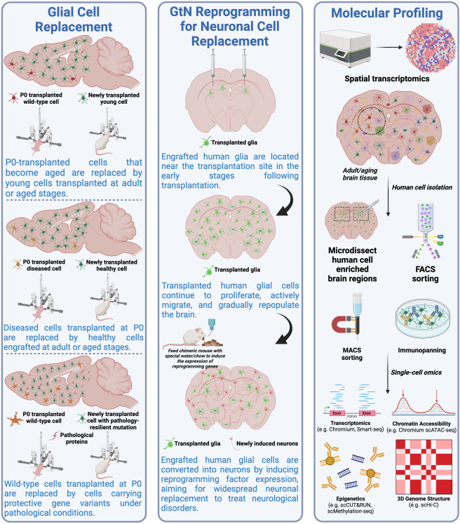 rust_ruslan's tweet card. Papetti et al. discuss recent advances in understanding human neural development, aging, and disease uncovered through human-rodent chimeric brain models and examine their potential to drive progress...