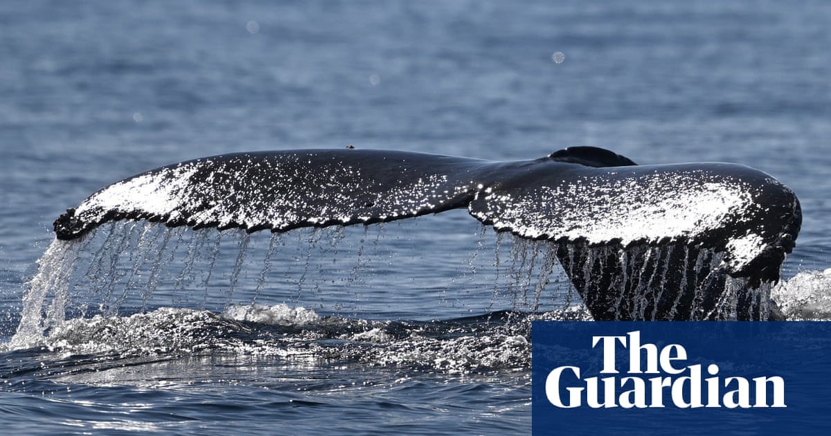 OceanIPSO's tweet card. Research done with the help of citizen science shows male humpback completed almost twice the typical migration distance