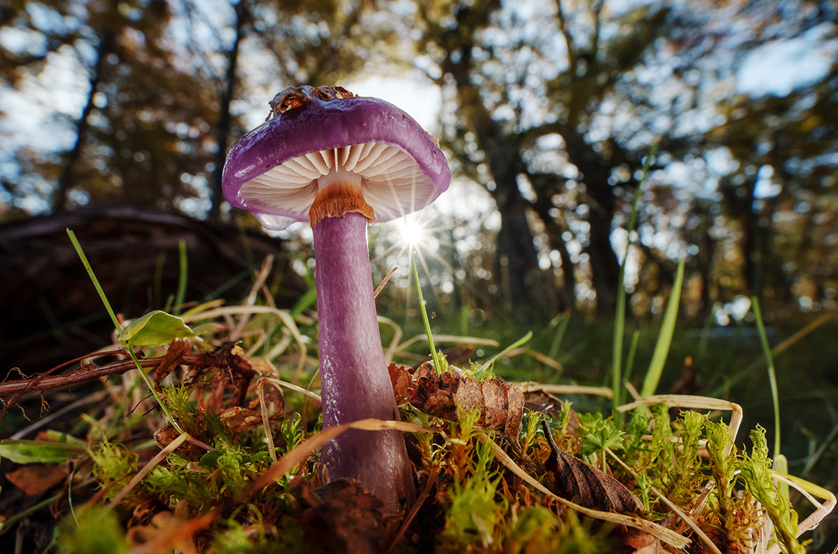 NewsfromScience's tweet card. First global map of mushrooms that form beneficial relationships with plant roots reveals 90% live outside of conservation areas
