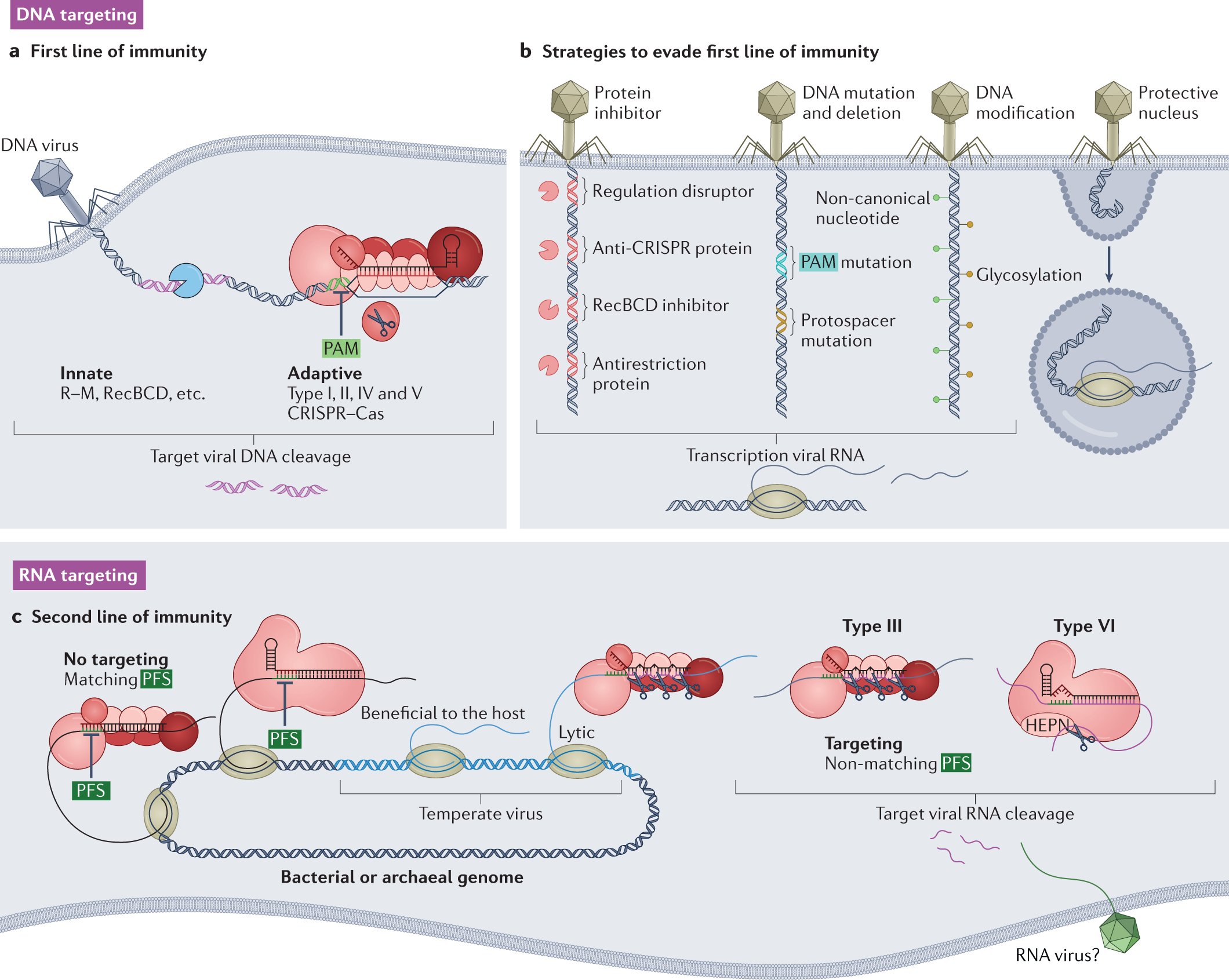 StanBrouns's tweet card. Nature Reviews Microbiology - In this Review, Brouns and colleagues discuss our current understanding of RNA-targeting type III and type VI CRISPR–Cas systems by detailing their composition,...