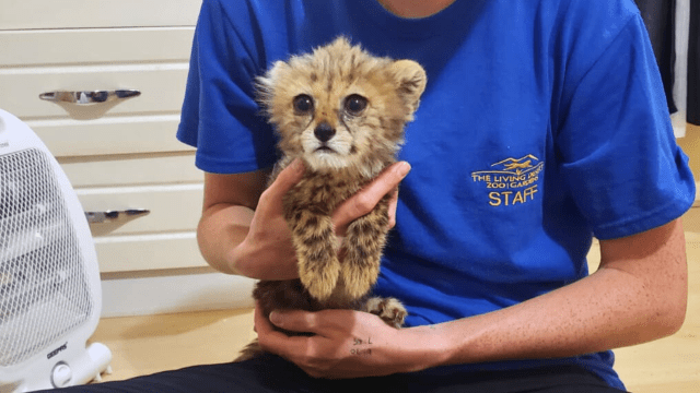 CCFCheetah's tweet card. A Palm Desert zoo announced Tuesday that its team of experienced animal care professionals will depart for Somaliland this week to assist in the care of cheetah cubs recently rescued from wildlife …