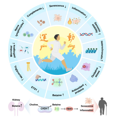 SableSysInt's tweet card. Elucidating the multi-faceted health effects of exercise in humans identifies kidney-derived betaine as an exercise mimetic acting as a TBK1 inhibitor with anti-inflammatory and geroprotective...