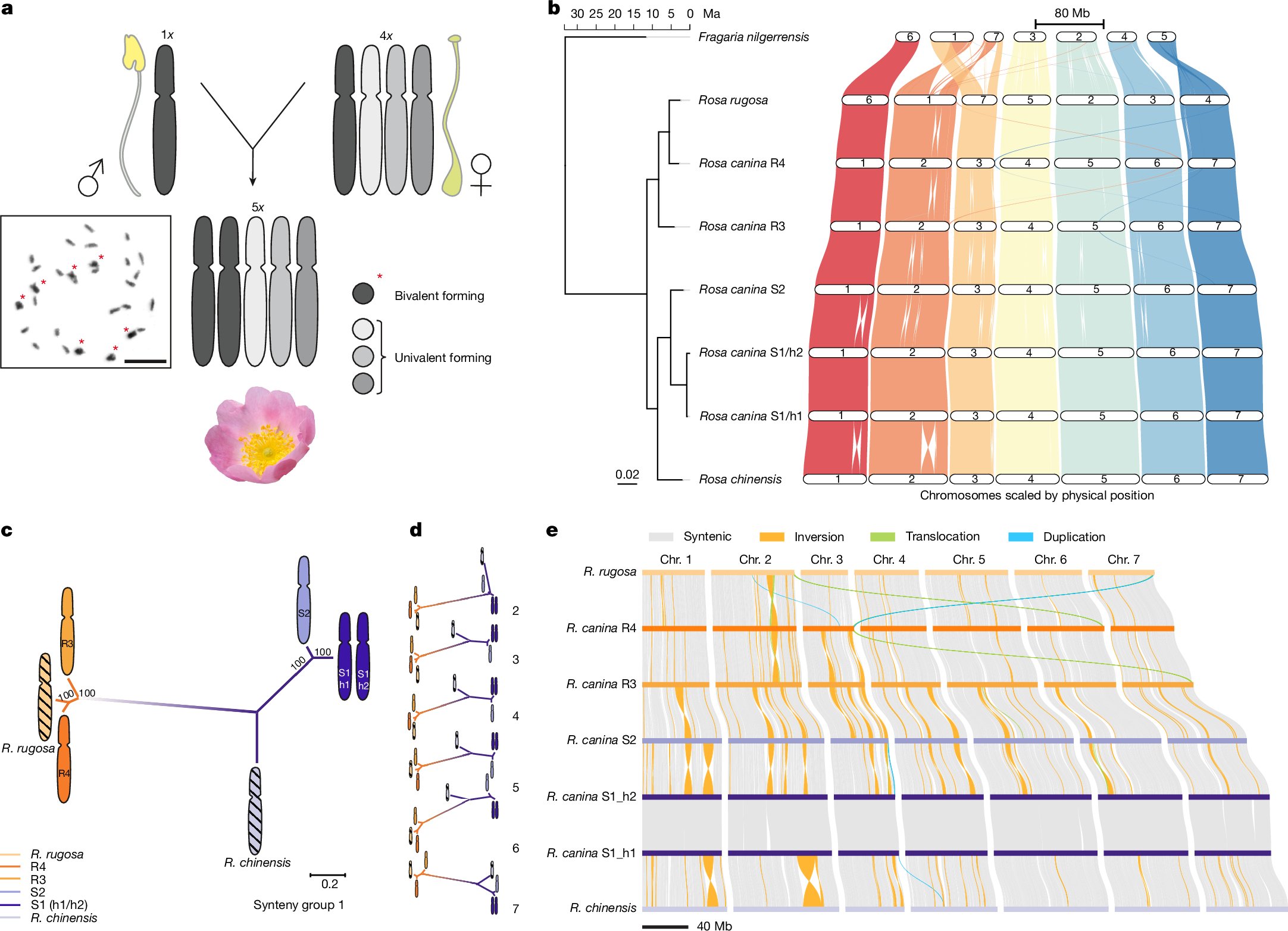 marques_et_al's tweet card. Nature - Insights into the dogrose genome and centromeres explain their ability to achieve stable sexual reproduction.