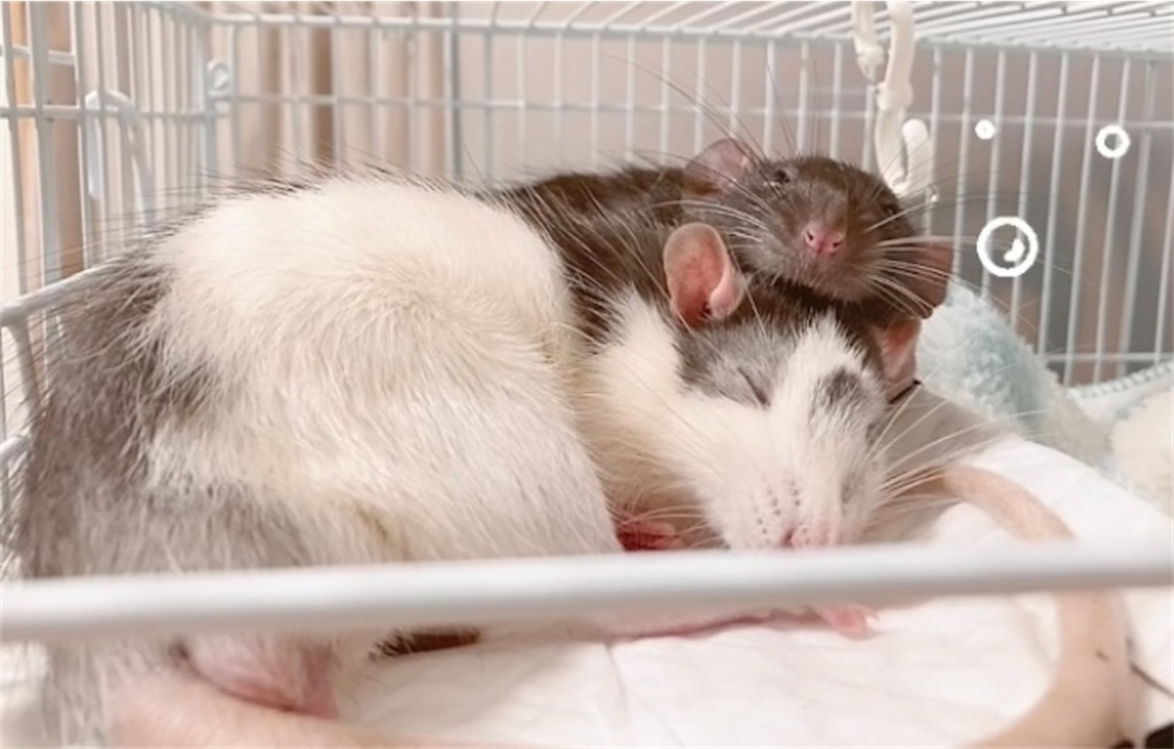 pyota_fancyrat's tweet card. ＼読みたいところをクリック！／ はじめに わたしが使用しているケージ イージーホーム40ハイメッシュ（9643円） イージーホーム60ローメッシュ（15989円） イージーホーム／シャトルマルチのメリット・デメリット イージーホームシリーズ シャトルマルチシリーズ ケージ一覧表（種類順） ケージ一覧表（小さいもの順） …