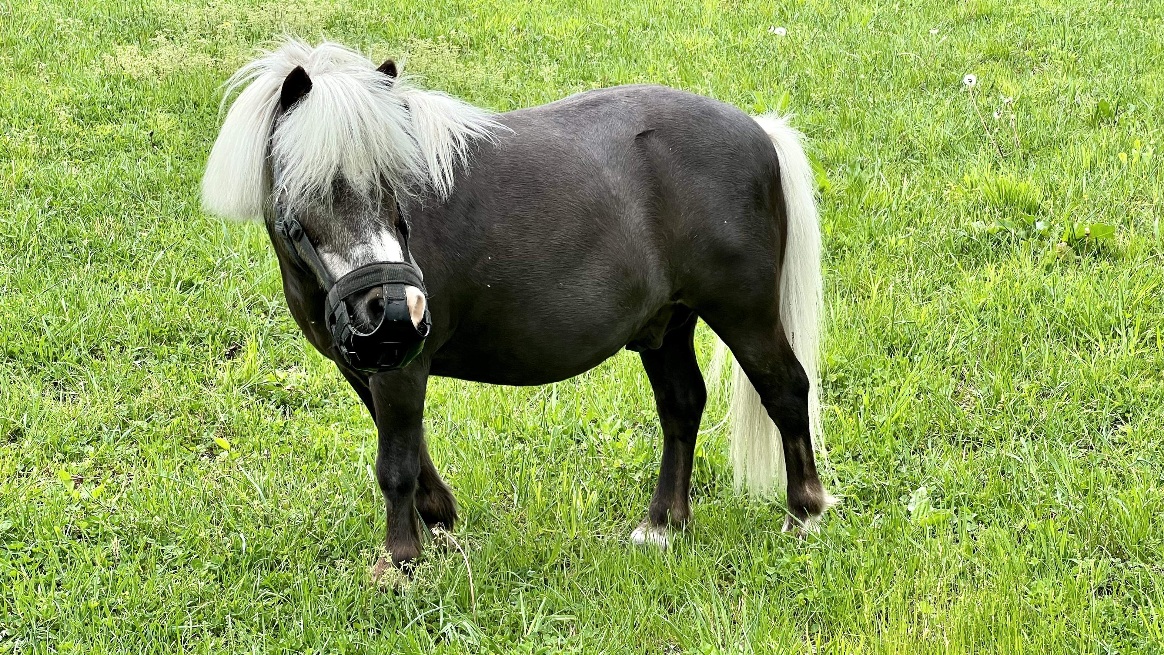 telegraaf's tweet card. Het ongemak was zo ongeveer in blokjes te snijden in de rechtbank waar Ricardo van Z. terechtstond voor seksuele handelingen met een shetlandpony, die hij ook filmde. Daarnaast wordt hij beschuldigd...
