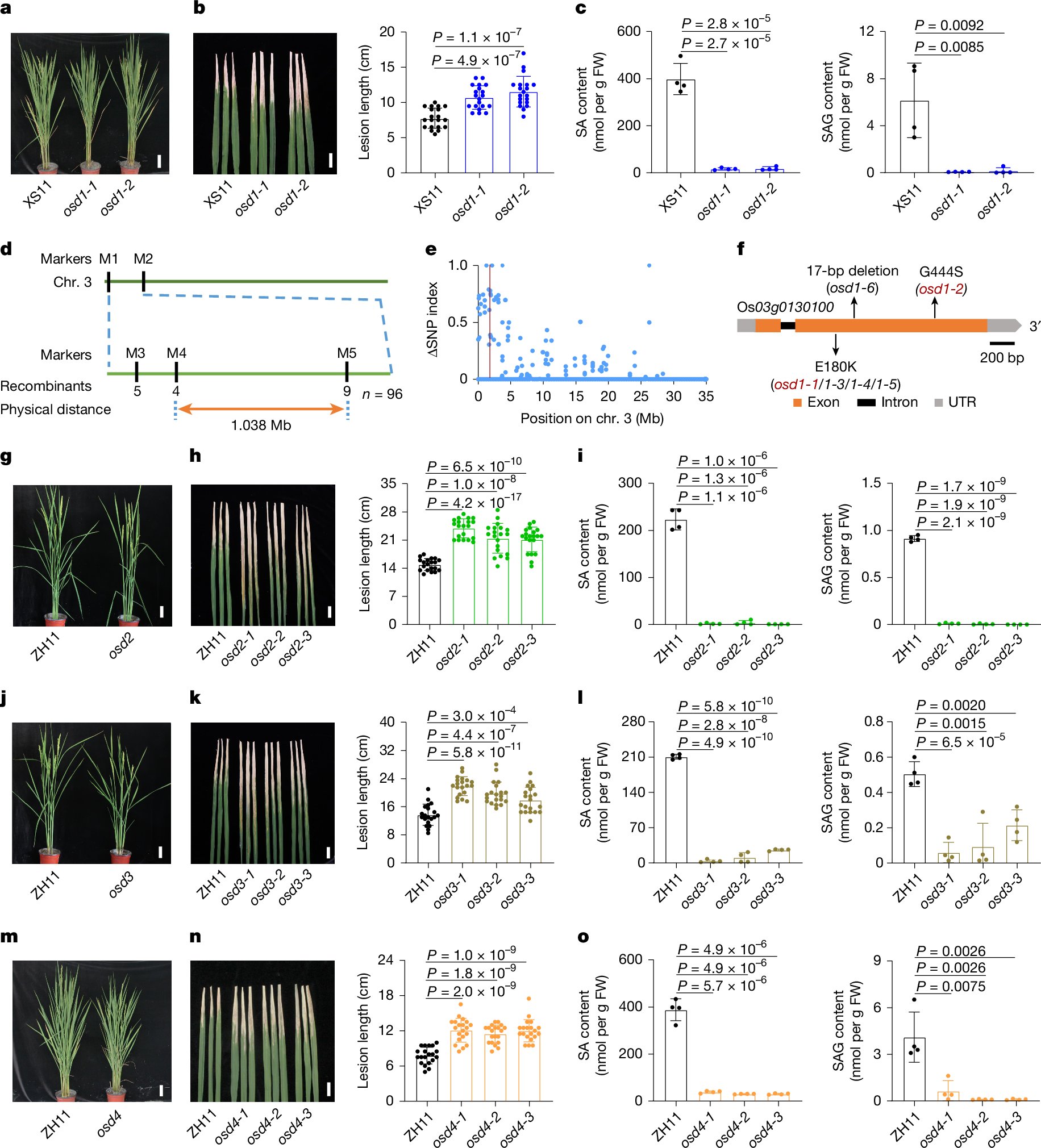 DanveC's tweet card. Nature - Characterization of four SALICYLIC ACID-DEFICIENT GENEs in rice identifies an ancestral pathway for biosynthesis of salicylic acid from phenylalanine and provides genetic targets for...
