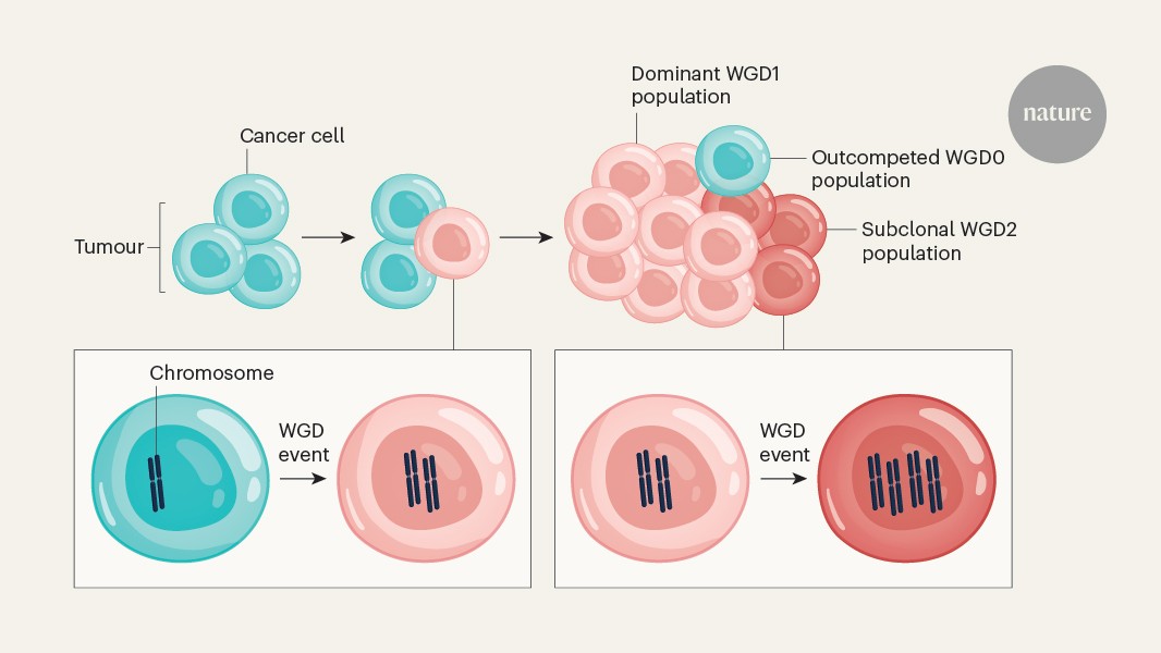 NatureNV's tweet card. Nature - Single-cell analysis reveals the extent of genome doubling in ovarian cancer, its variability and its role in enabling tumours to evade the immune system.