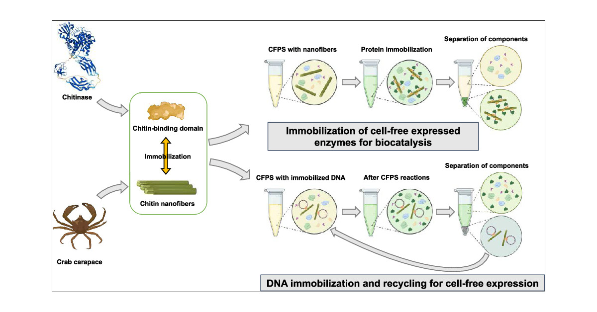 Jian_Li_SHT's tweet card. Cell-free protein synthesis (CFPS) has proven invaluable for expressing a wide array of proteins and enzymes, boasting significant advantages, such as facile manipulation, rapid mass transfer, and...