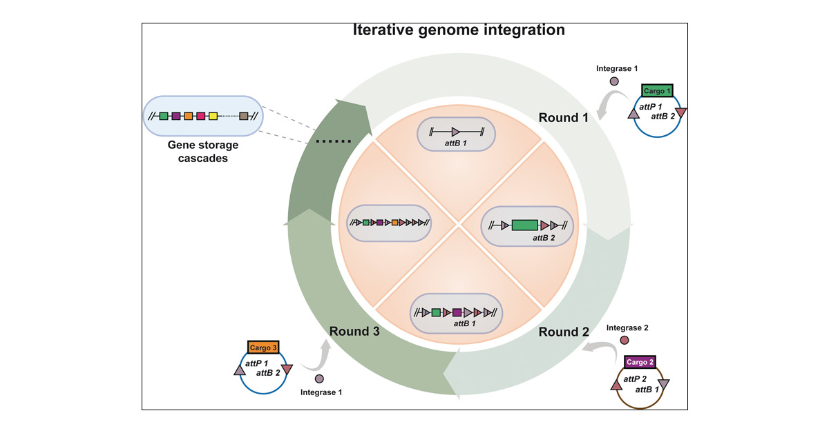 Jian_Li_SHT's tweet card. Genome integration enables host organisms to stably carry heterologous DNA messages, introducing new genotypes and phenotypes for expanded applications. While several genome integration approaches...