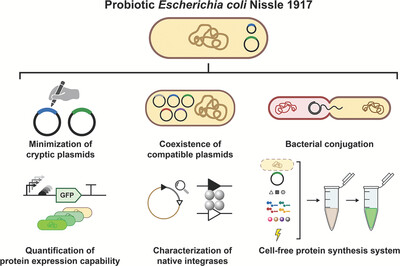 Jian_Li_SHT's tweet card. The genetic engineering toolbox of probiotic Escherichia coli Nissle 1917 (EcN) was systematically expanded in various ways, which made the full use of EcN as a commonly used probiotic chassis. This...