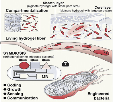 Jian_Li_SHT's tweet card. A novel sheath–core living hydrogel fiber platform is introduced, wherein synthetic biology and microfluidic spinning are integrated, offering enhanced programmability, mechanical robustness, and...