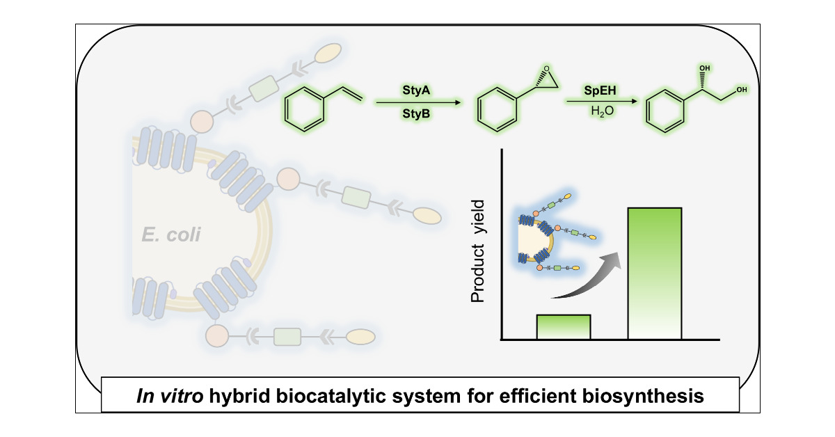 Jian_Li_SHT's tweet card. Enzymatic cascades have become a green and sustainable approach for the synthesis of valuable chemicals and pharmaceuticals. Using sequential enzymes to construct a multienzyme complex is an effect...