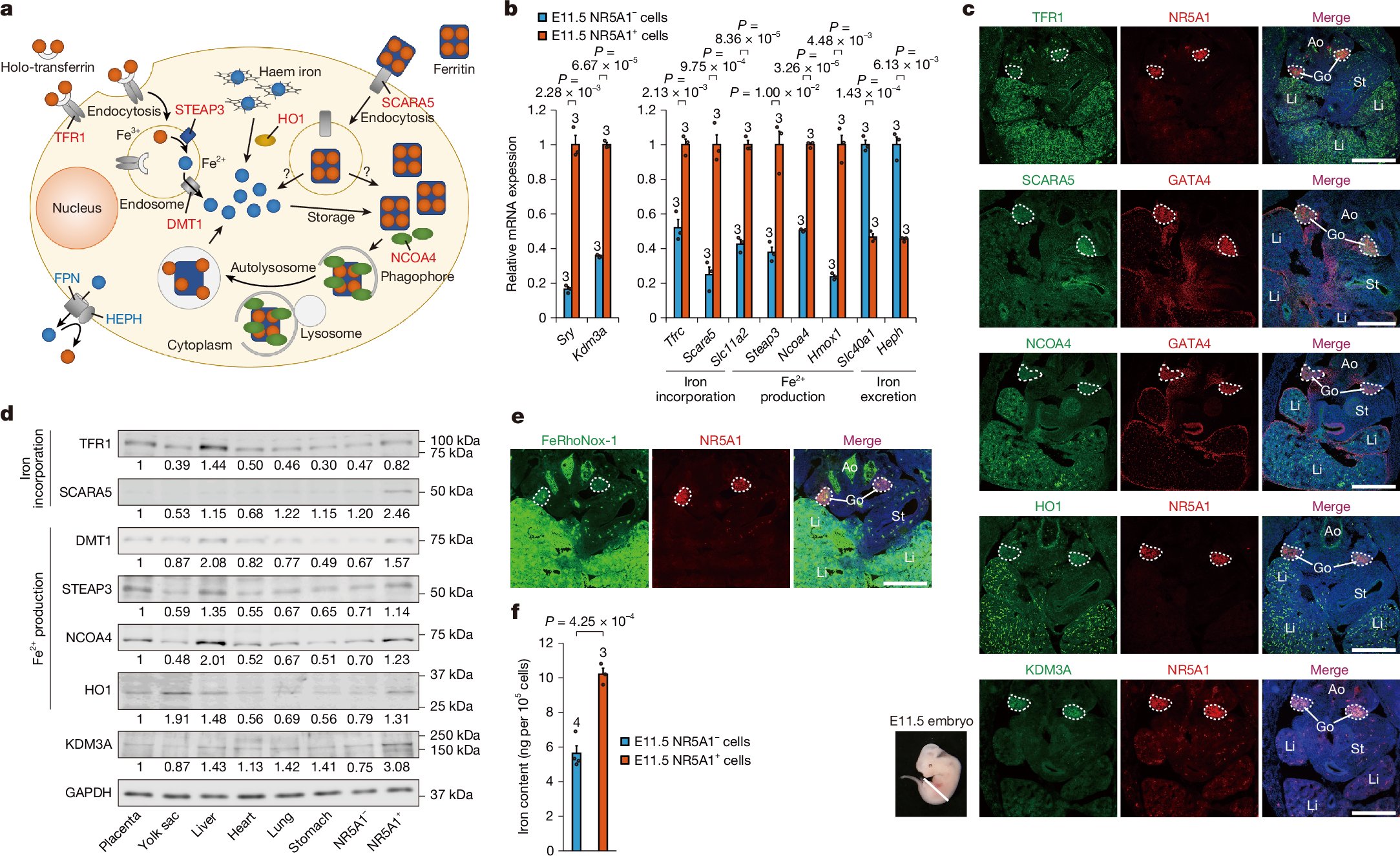 EpicodeOfficial's tweet card. Nature - Iron-deficient conditions in pregnant mice can cause XY mouse embryos to develop female rather than male genitalia, revealing that iron metabolism has a role in determining male sex in mice.