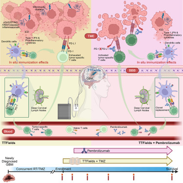 MedCellPress's tweet card. Chen et al. investigated the efficacy of TTFields plus pembrolizumab and TMZ in newly diagnosed GBM. The triple regimen improved survival and enhanced anti-tumor immunity, especially in patients with...