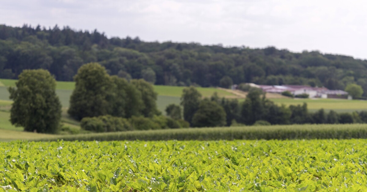 publicsenat's tweet card. Pesticides : quelles sont les alternatives à l’acétamipride ?