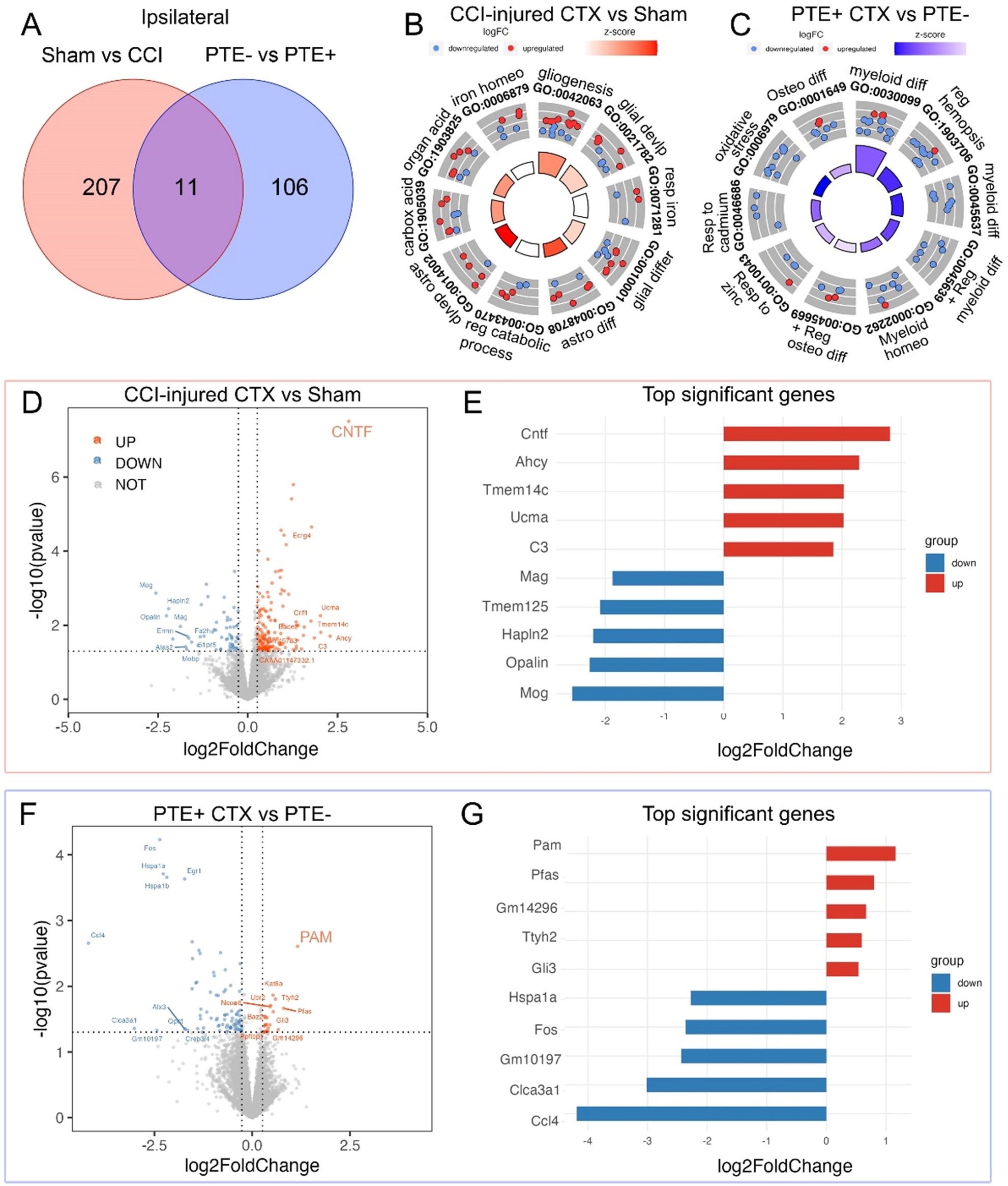 VTNeuroLabs's tweet card. Scientific Reports - Transcriptomic alterations in cortical astrocytes following the development of post-traumatic epilepsy