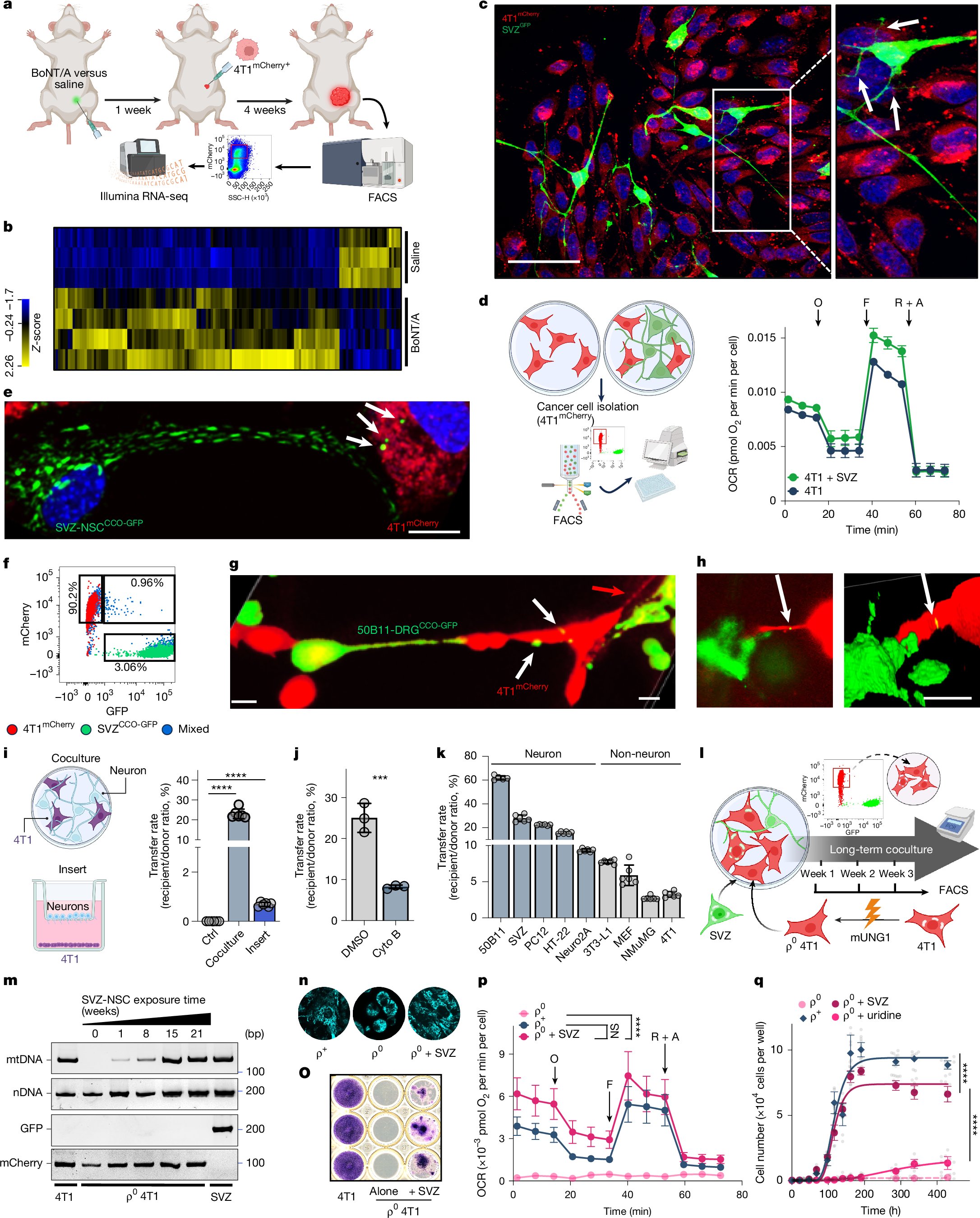hellolily0's tweet card. Nature - A study reports the development of a method to trace intercellular transfer of mitochondria, and demonstrates that cancer cells that receive mitochondria from neurons have enhanced...