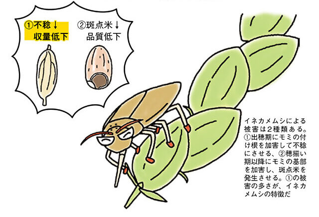 gn_nbkbooks's tweet card. 近年急増して大問題となっているイネカメムシ。かつては主要な害虫だったにもかかわらず、1950年代以降は農薬の普