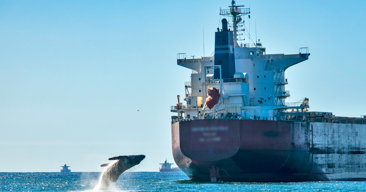 ifawEU's tweet card. Blue speeds: modest ship speed reductions of 10% on average could reduce underwater noise pollution by 40% and shipping greenhouse gas emissions by 13%.