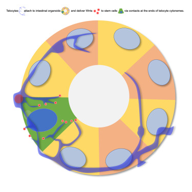 iPatho1's tweet card. How do non-diffusible Wnts, critical stem cell regulators in the intestine, travel from telocytes to stem cells? Greicius et al. identify specialized telocyte extensions that use synaptic proteins to...