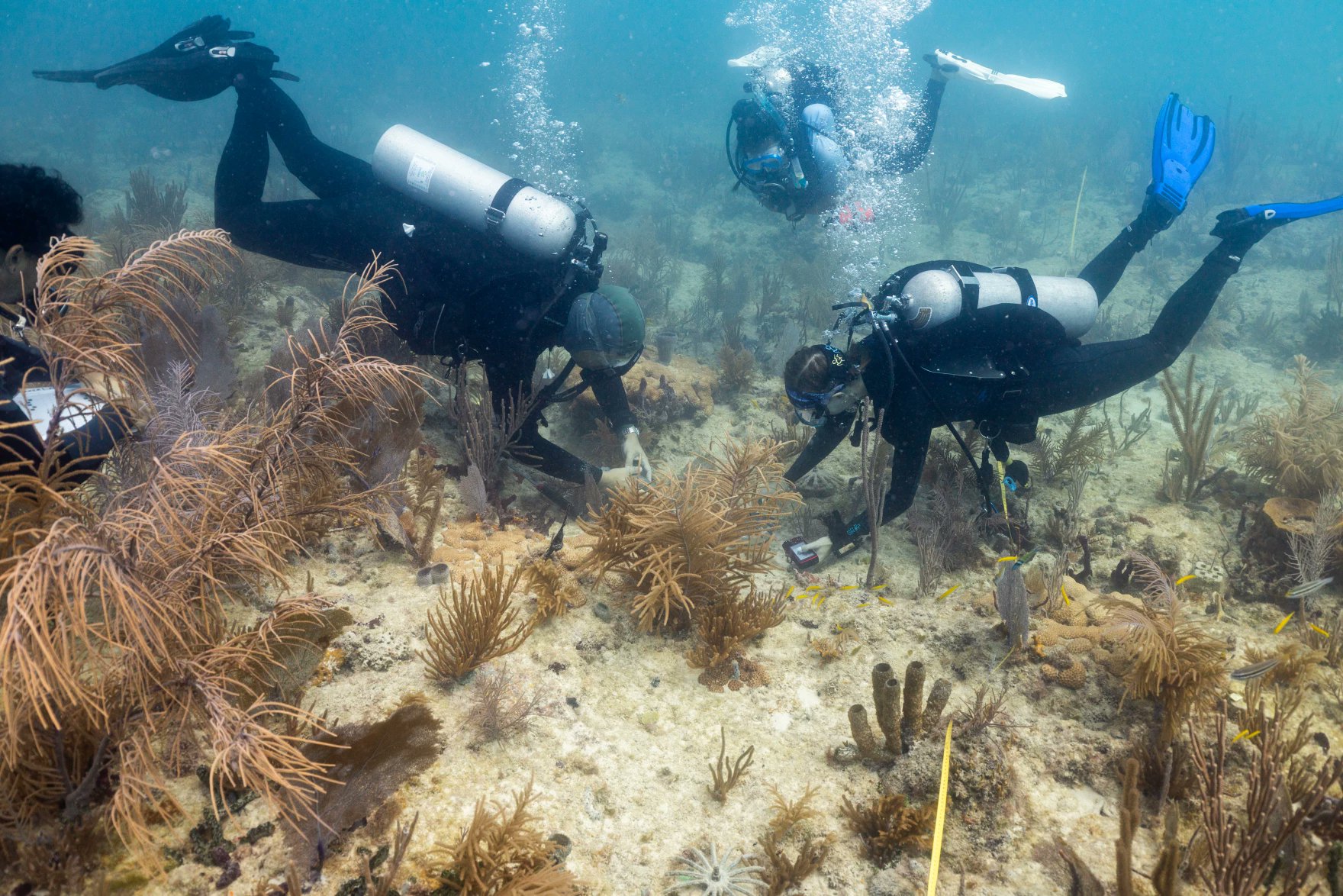 FloridaIssues's tweet card. Emotions ran high one recent Sunday morning on Biscayne Bay, where University of Miami marine researchers bid farewell to the “coral babies” they’d nurtured for months. Kate Etter, a c…