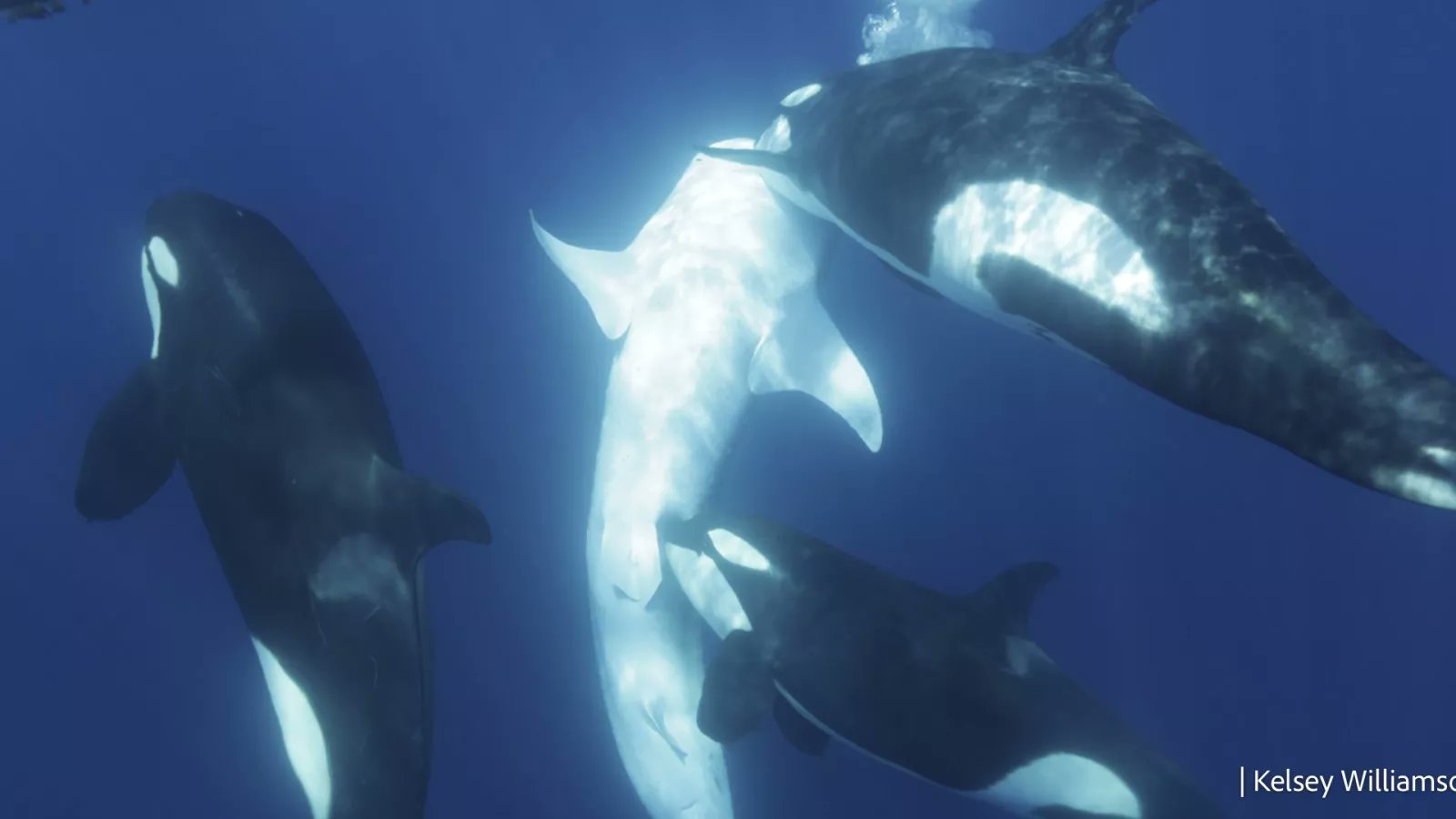 OceanIPSO's tweet card. Researchers have documented killer whales working as a team to prey on whale sharks in the Gulf of California.