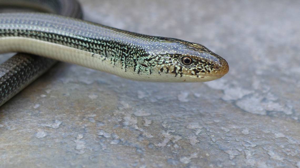 RHHerald's tweet card. There are legless reptiles besides snakes that slither across the ground in North Carolina. Here’s what to know about them.