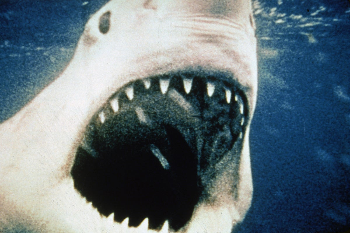 SpringerNature's tweet card. Fifty years ago the movie Jaws scared beachgoers and demonized sharks. Now, however, the public is evolving a better understanding