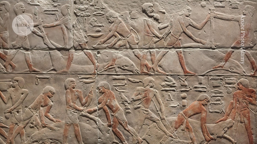 TakizawaLab's tweet card. Nature - Forty years after the first effort to extract mummy DNA, researchers have finally generated a full genome sequence from an ancient Egyptian.