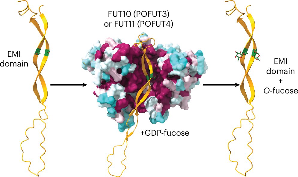 mark_larance's tweet card. Nature Chemical Biology - FUT10 and FUT11, originally annotated as α1,3-fucosyltransferases, are actually protein O-fucosyltransferases participating in a non-canonical ER quality control...