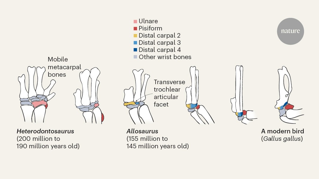 NatureNV's tweet card. Nature - Wrist evolution helped birds to conquer the air. Fossil data and analysis of a modern bird’s development reveal that this evolution preceded bird origins