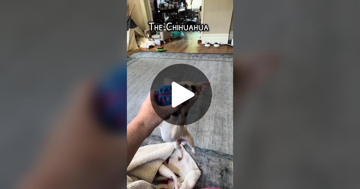 gilly923's tweet card. Check out Frankie the Chihuahua’s video.