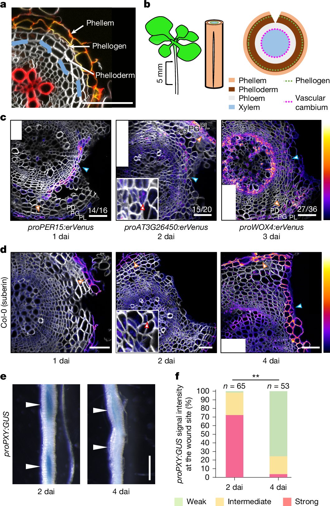 AP_Mahonen's tweet card. Nature - A study using Arabidopsis shows that plants can monitor the integrity of their outer barriers by sensing gas diffusion, enabling them to initiate wound repair to prevent water loss and...
