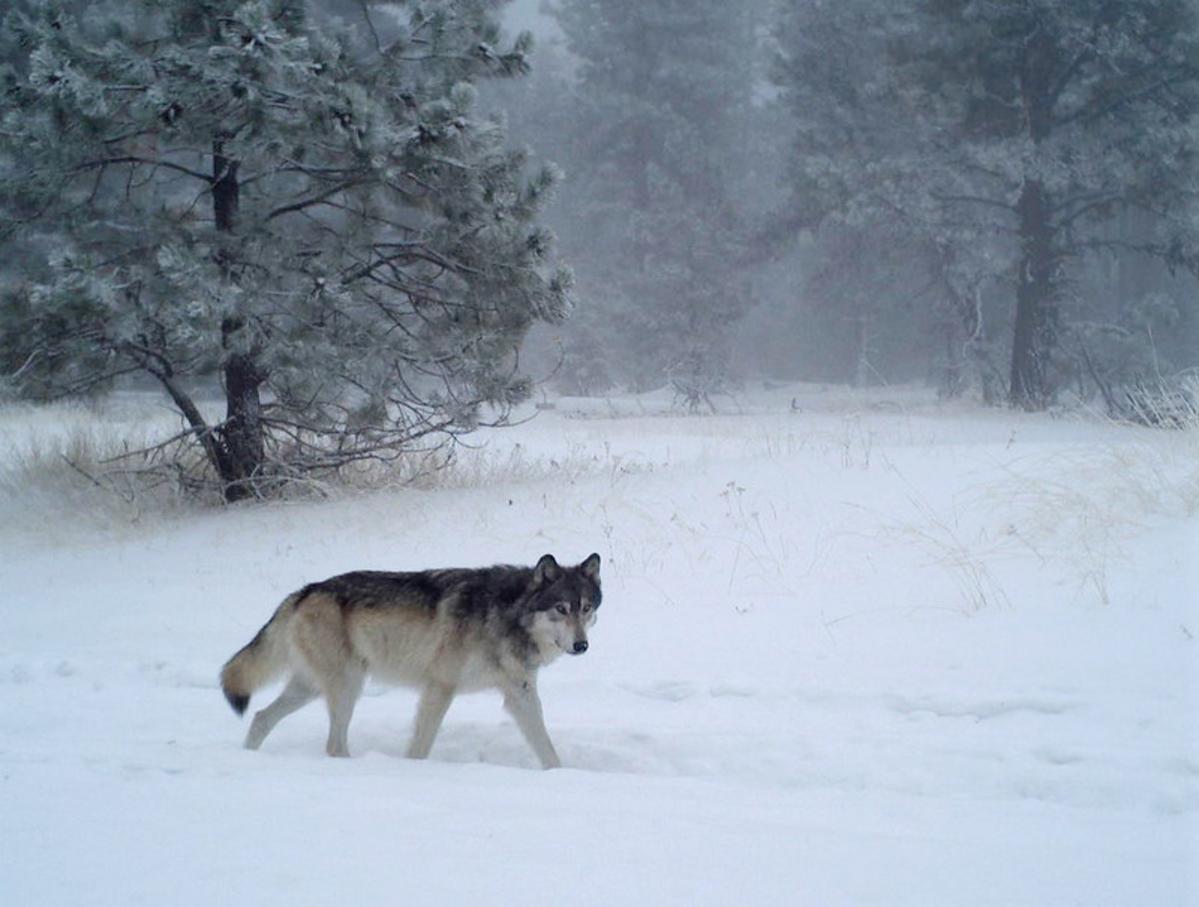 EnviroAction's tweet card. The estimated number of wolves in Montana decreased slightly in 2024, but Montana Fish, Wildlife & Parks is proposing more wolf hunting and trapping to push the statewide population down to 450.
