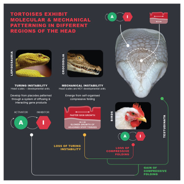 LANEVOL's tweet card. Biological sciences; Zoology; Evolutionary biology