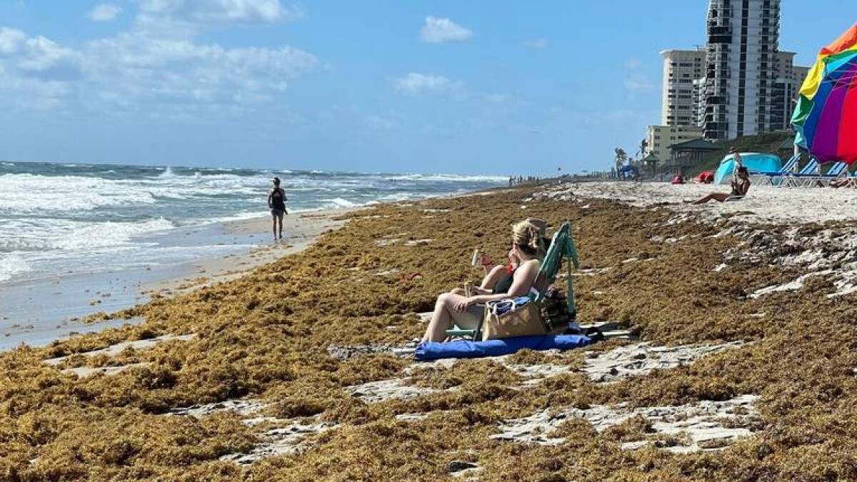 FloridaIssues's tweet card. If you’ve been on the coasts of Florida in the last couple of weeks, you’ve probably seen bunches of brown seaweed washing up on the shore.