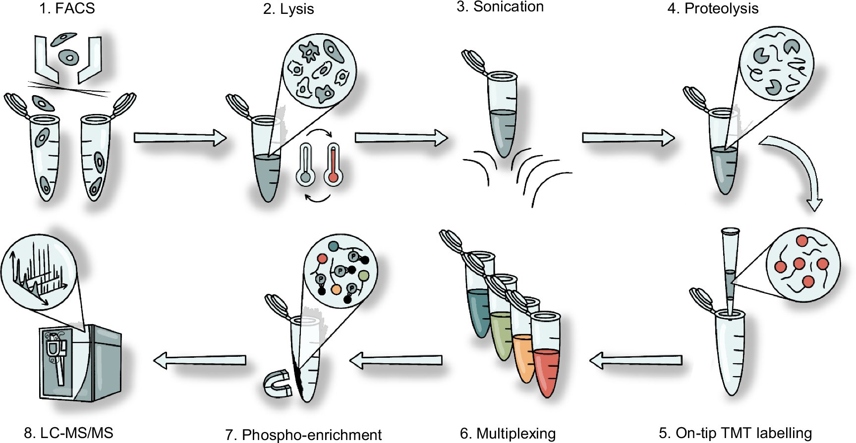ReSyn_Bio's tweet card. Communications Biology - Streamlined Phosphoproteomic Analysis of Rare CElls (SPARCE) enables robust quantification of proteomes and phosphoproteomes from just 1,000 FACS-sorted cells, advancing...