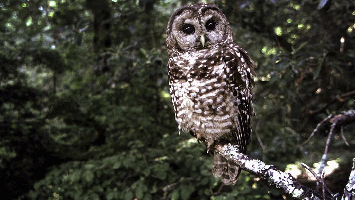 taaltree's tweet card. U.S. Forest Service layoffs have upended surveys for spotted owls in Southern and Northern California, threatening data collection for the declining birds.