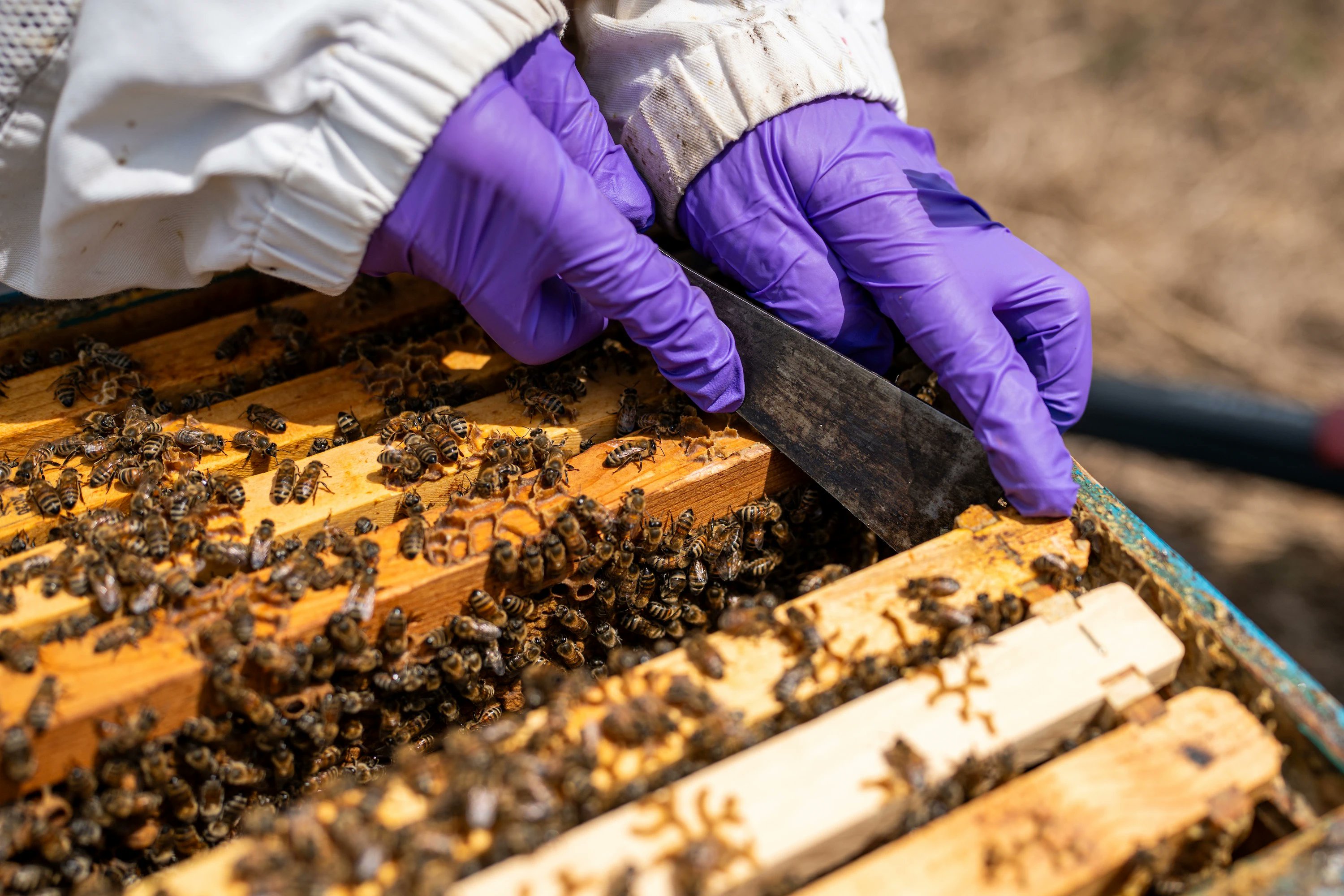 britishbee's tweet card. Researchers, veterinarians and even a retired K-9 are part of MSU’s mission to protect pollinators and educate future scientists.