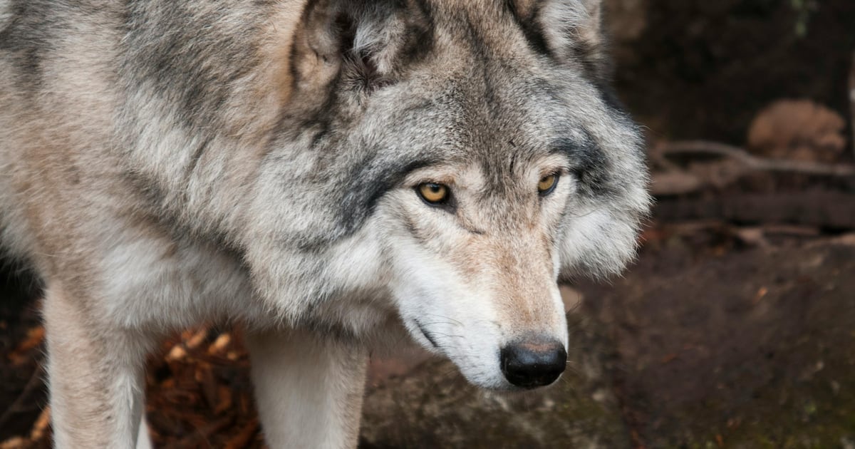 CTVCalgary's tweet card. A lone wolf is causing problems in Kananaskis Country, the provincial government says.